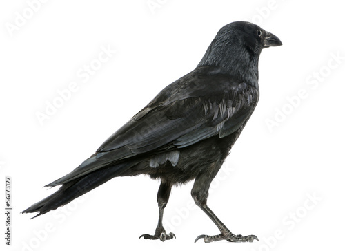 Rear view of a Carrion Crow, Corvus corone, isolated on white