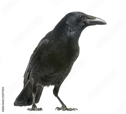 Side view of a Carrion Crow, Corvus corone, isolated on white