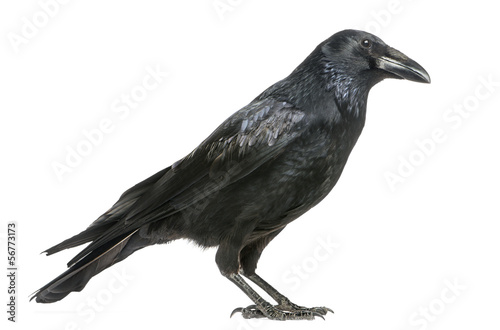 Side view of a Carrion Crow, Corvus corone, isolated on white