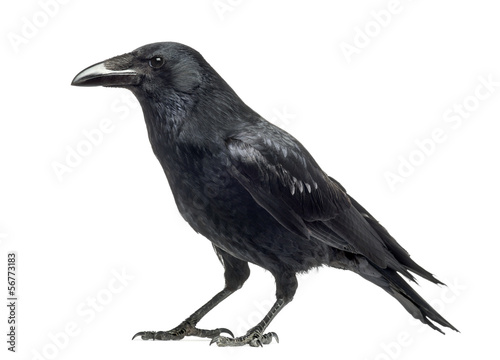 Side view of a Carrion Crow, Corvus corone, isolated on white photo