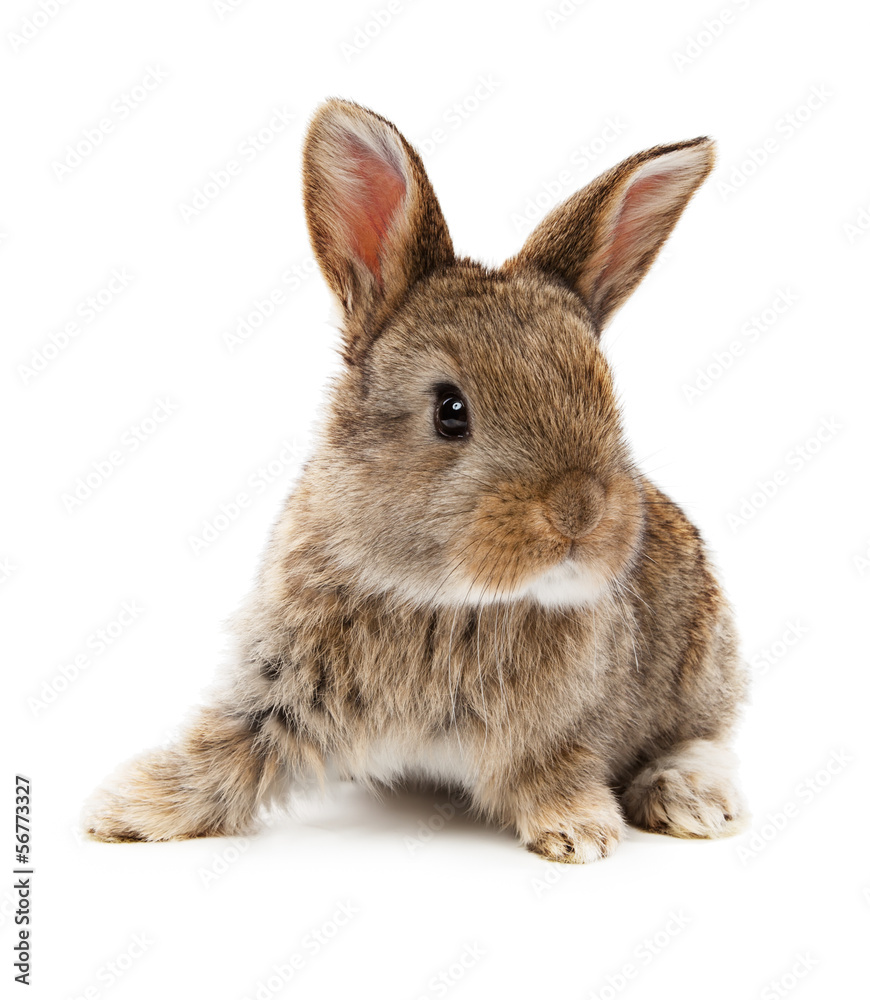 Fototapeta premium Animals. Rabbit isolated on a white background