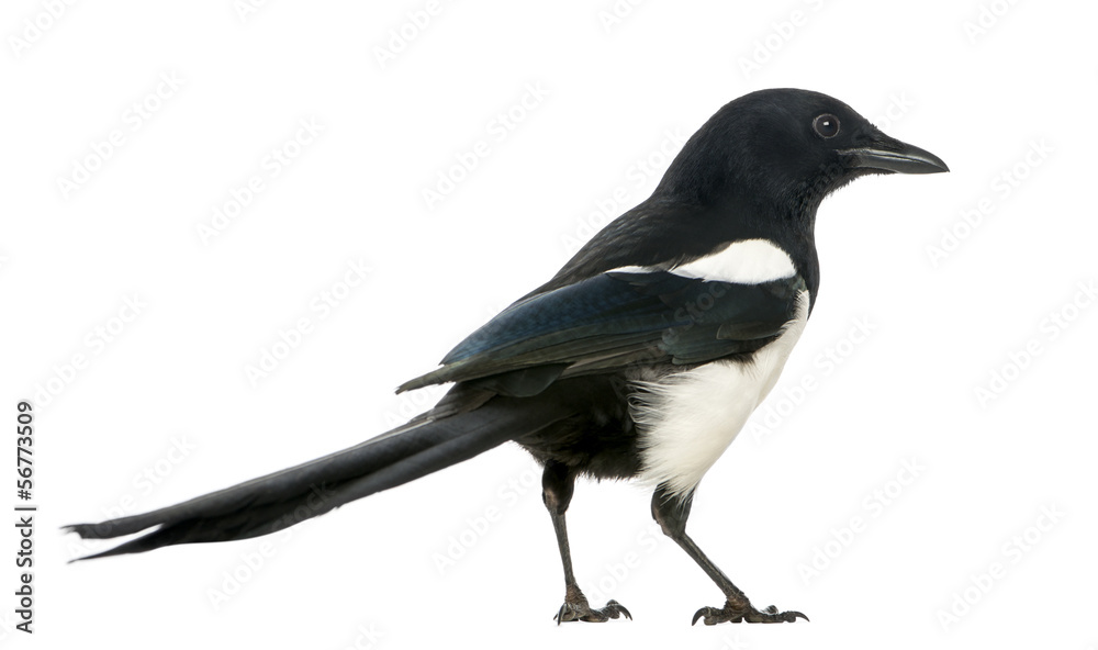 Side view of a Common Magpie, Pica pica, isolated on white Side view of a Common Magpie, Pica pica, isolated on white