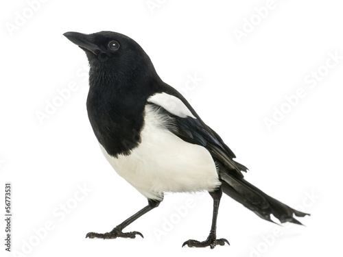Common Magpie looking up, Pica pica, isolated on white © Eric Isselée