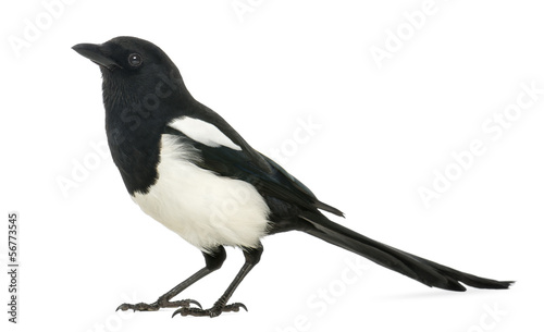 Side view of a Common Magpie, Pica pica, isolated on white