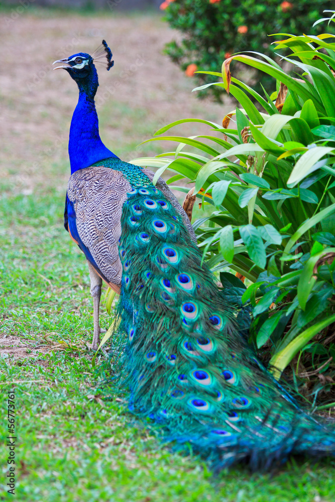 Fototapeta premium Close-up portrait of beautiful peacock