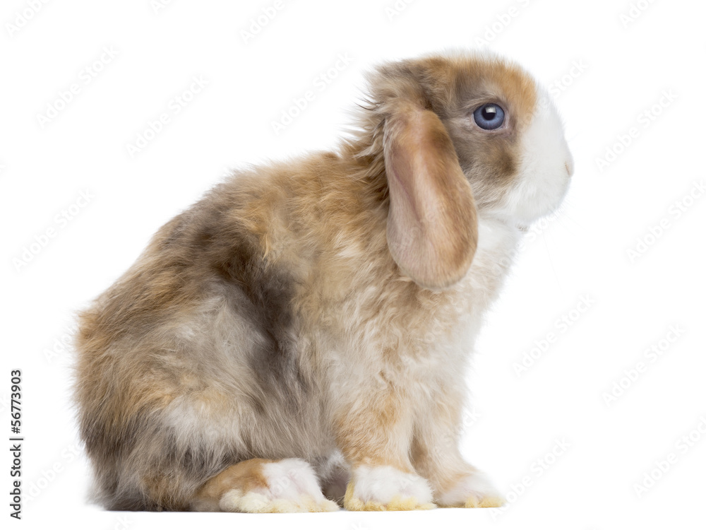 Side view of a Satin Mini Lop rabbit sitting, isolated on white Side view of a Satin Mini Lop rabbit sitting, isolated on white
