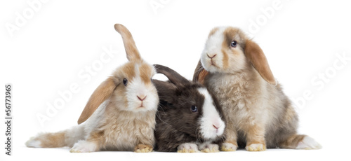Group of Satin Mini Lop rabbits, isolated on white
