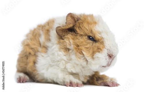 Baby Alapaca Guinea Pig, 1 day old, isolated on white photo