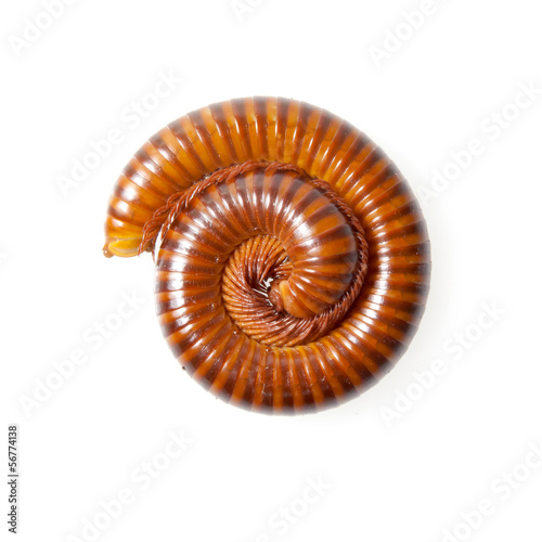 The millipede is insects at have several legs.
