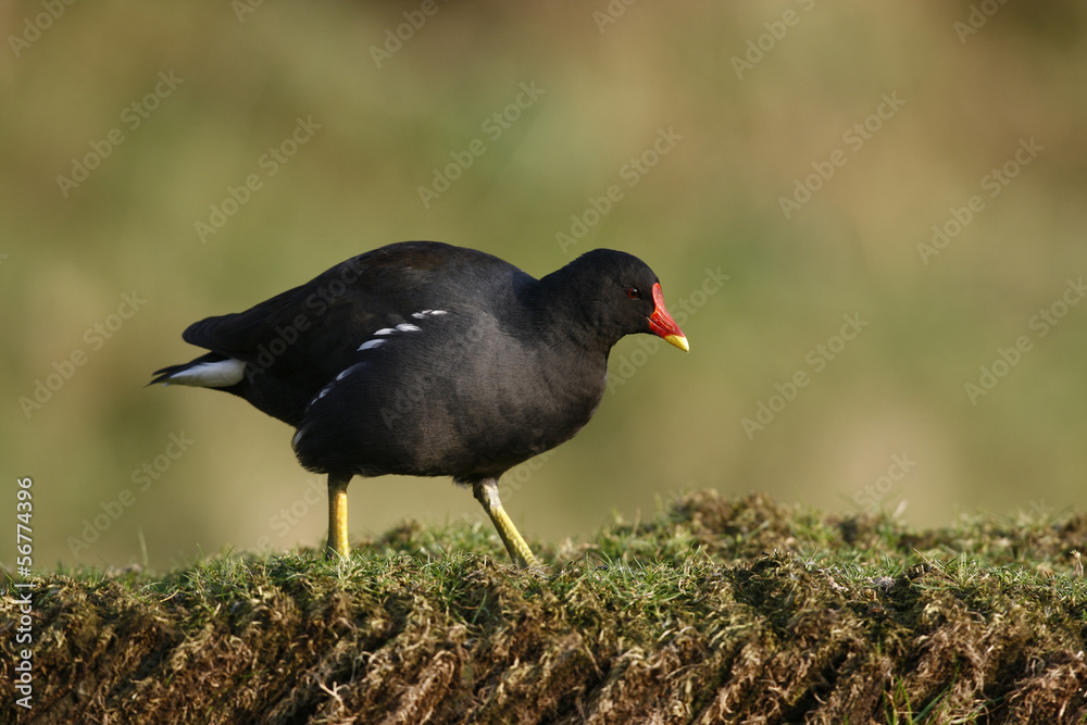 Fototapeta premium Moorhen, Gallinula chloropus,