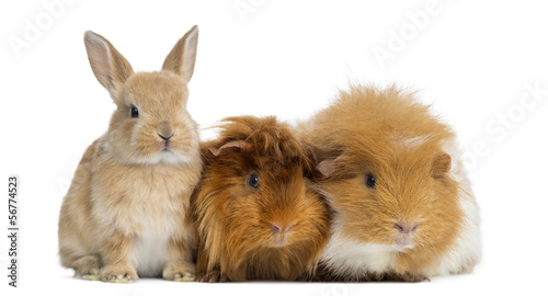 Obraz na płótnie Dwarf rabbit and Guinea Pigs, isolated on white