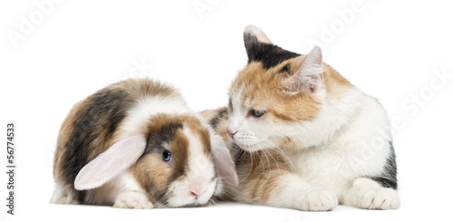 European shorthair and lop rabbit, isolated on white