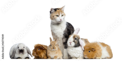 Fototapeta Naklejka Na Ścianę i Meble -  European shorthair with rabbits and Guinea pigs in a row