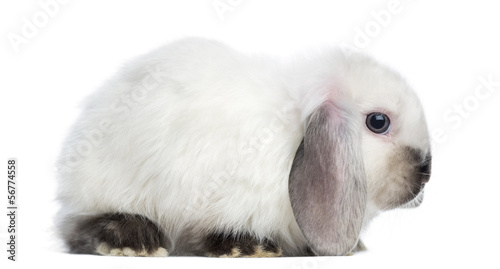 Side view of a Satin Mini Lop rabbit, isolated on white