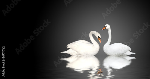 Two swans