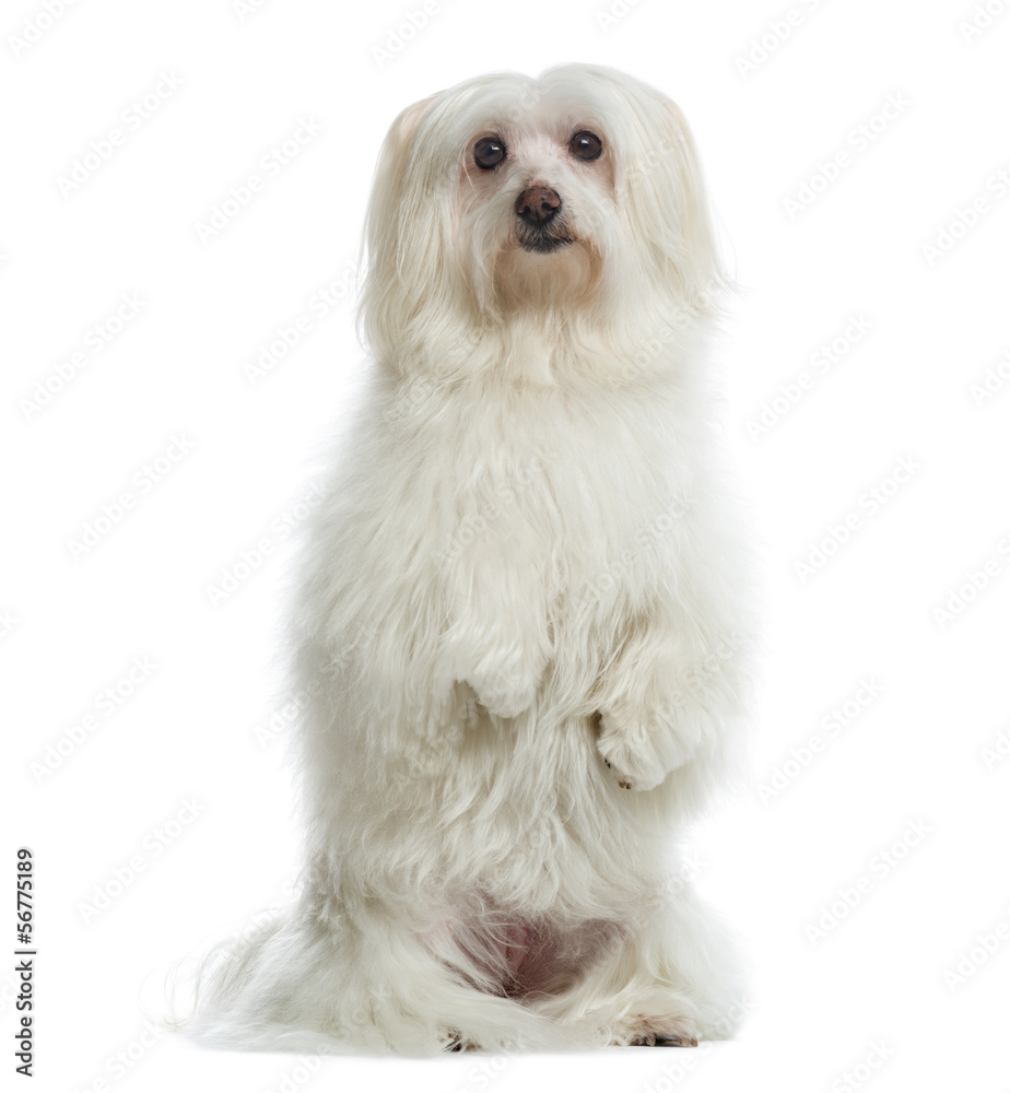 Maltese on hind legs, facing isolated on white Maltese on hind legs, facing isolated on white