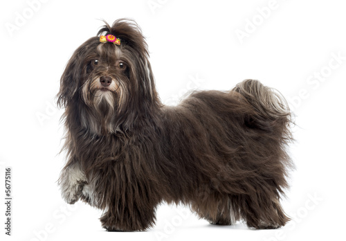 Fototapeta Naklejka Na Ścianę i Meble -  Side view of a Havanese looking at the camera, paw up, isolated