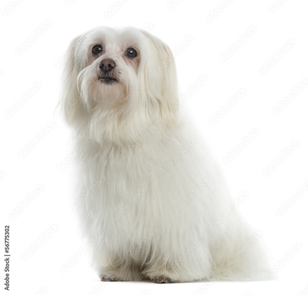 Maltese sitting, looking up, isolated on white Maltese sitting, looking up, isolated on white