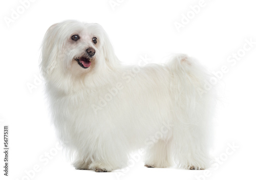 Side view of a Maltese standing, panting, isolated on white