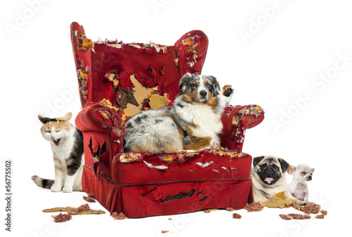 Fototapeta Naklejka Na Ścianę i Meble -  Group of pets on a destroyed armchair, isolated on white