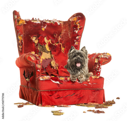 Cairn Terrier panting, lying on a destroyed armchair, isolated photo