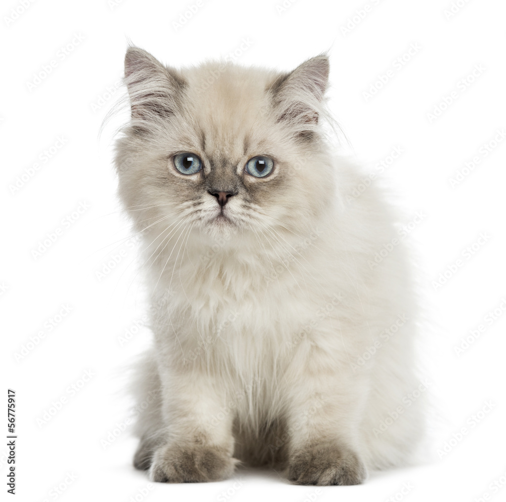 British Longhair kitten, sitting, staring at the camera