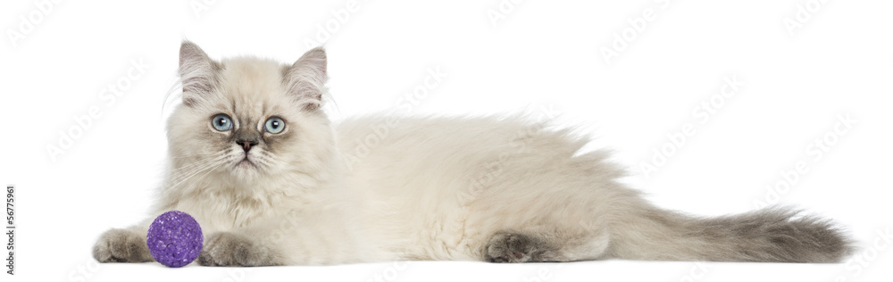 Side view of a British Longhair kitten lying with ball, 5 months