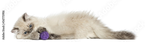 Obraz na plátne Side view of a British Longhair kitten lying, playing with ball
