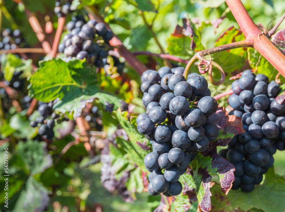 Red wine grapes in the  autumnal sunlight