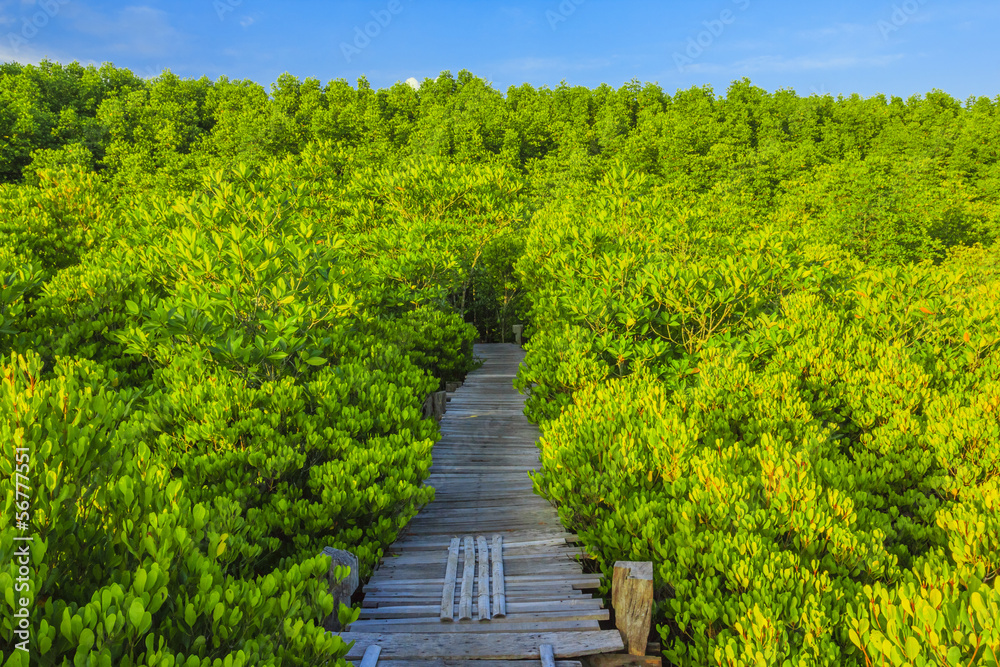pathway pathway