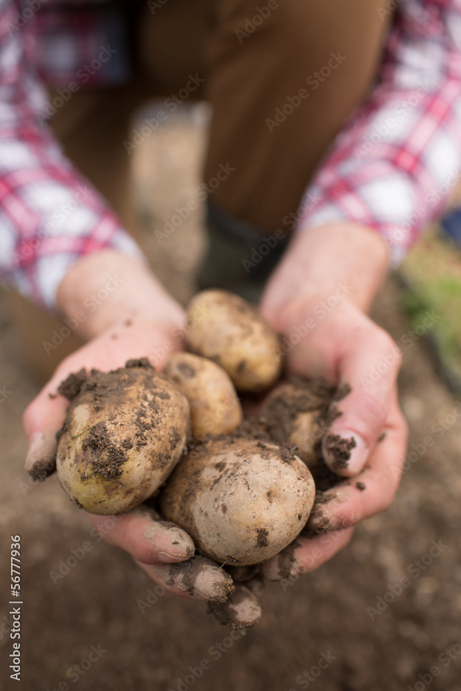 Farmer showing freshly dug potatoes Farmer showing freshly dug potatoes