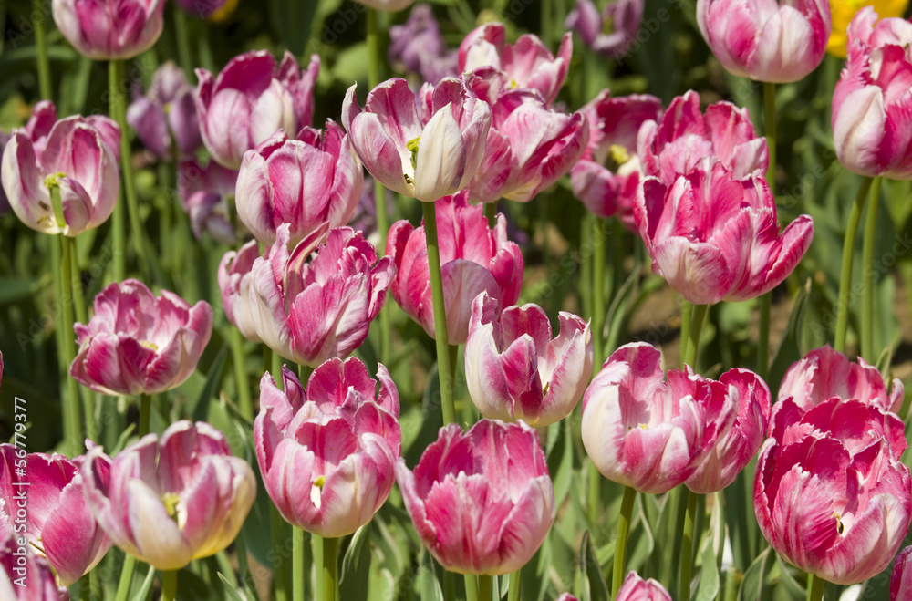 Fototapeta premium Pink tulips