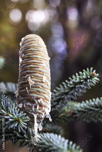 Zapfen einer spanischen Tanne-abies pinsapo kelleriis photo