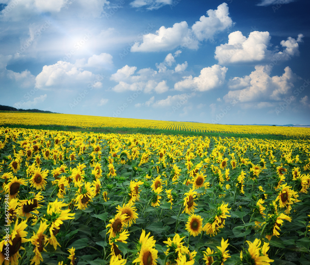 Big field of sunflowers