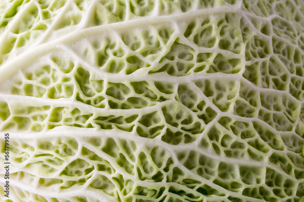 Fototapeta premium Cabbage.