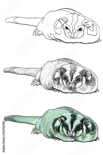 Sugar Glider