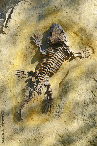 fossil Seymouria