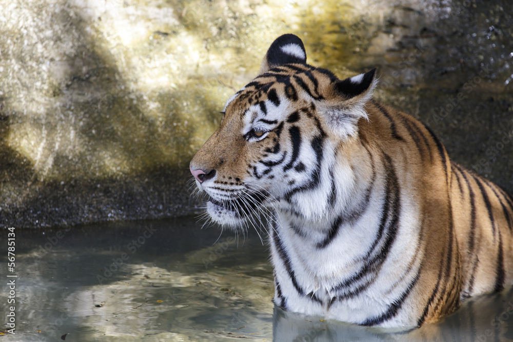 Naklejka premium close up tiger