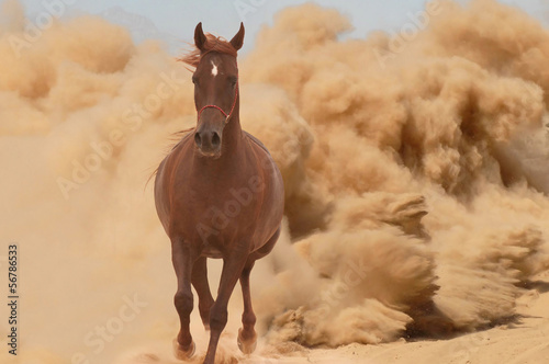 Arabian horse running out of the Desert Storm #56786533