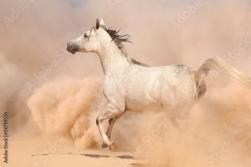 Purebred white arabian horse running in desert