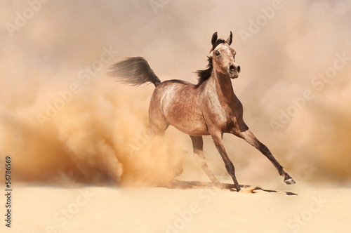 Arabian horse running out of the Desert Storm