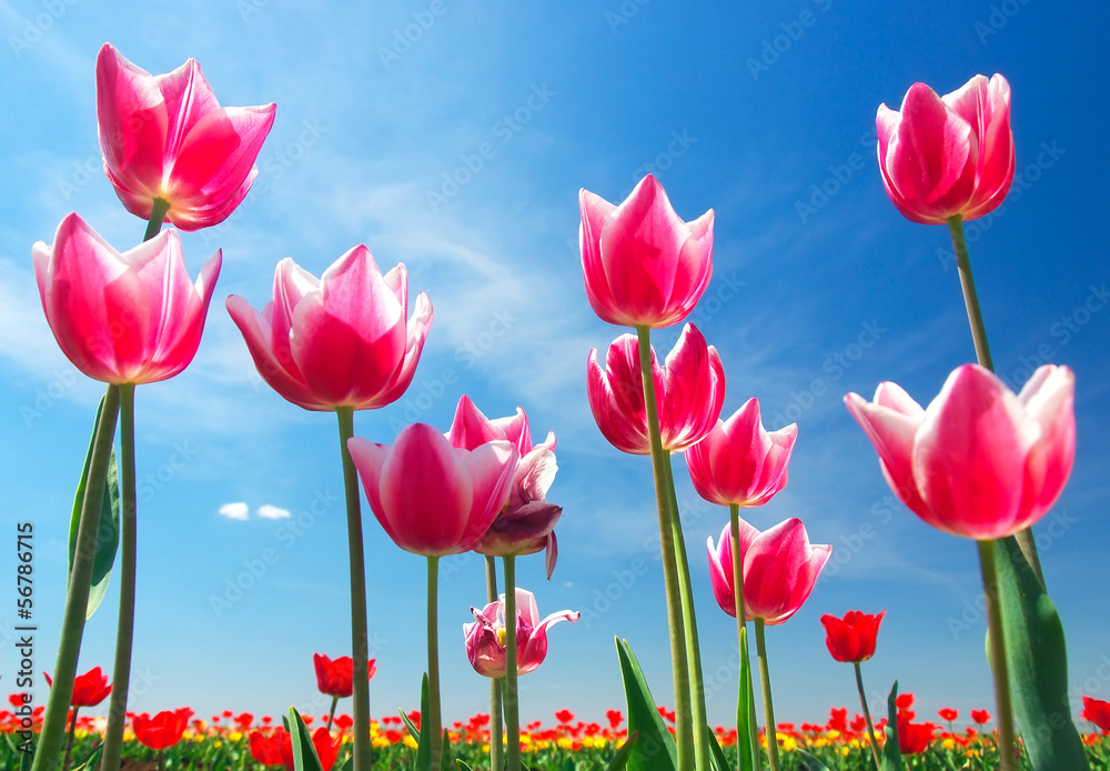 Tulips on the sky background. Natural summer composition