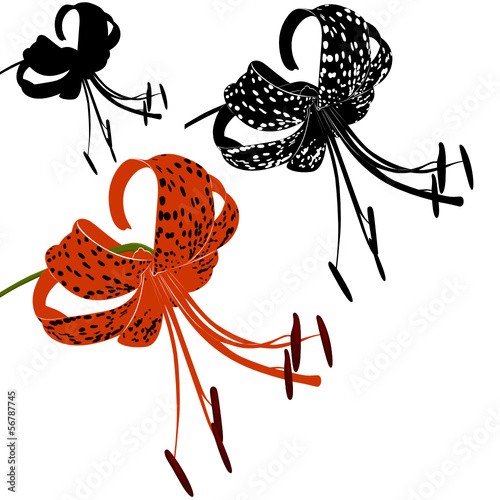 tiger lily
