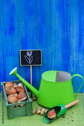 Garden - bulbs of spring flowers ready for planting