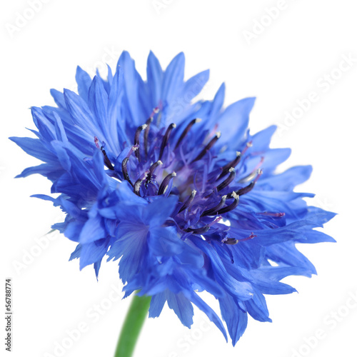 Cornflower