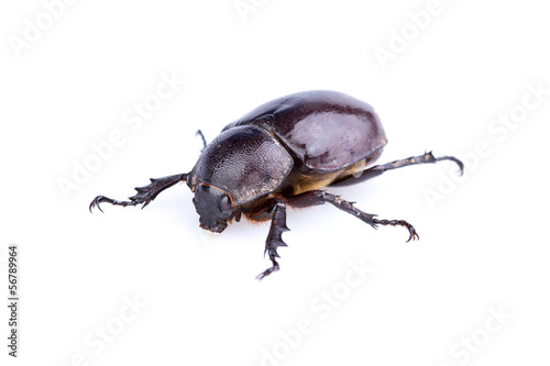 Female Rhinoceros beetle © Goku