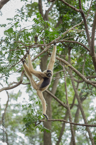 Gibbon