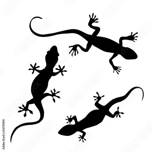 Lizard silhouette