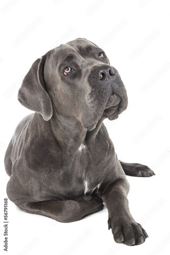 Cane Corso breed dog