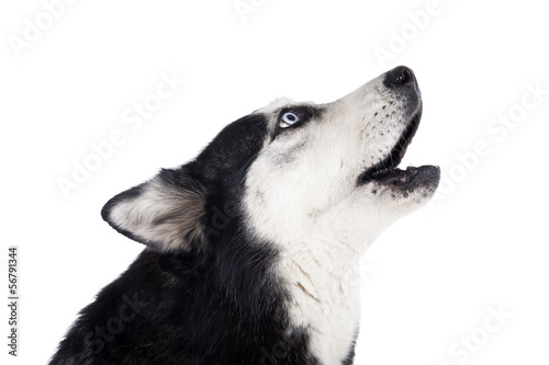 Siberian Husky howling